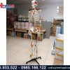 Mô hình bộ xương người 170cm có rễ thần kinh