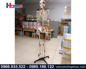 Mô hình bộ xương người 170cm có rễ thần kinh